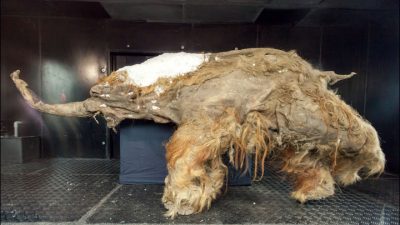 10 bin yıllık aslan kalıntıları bulundu