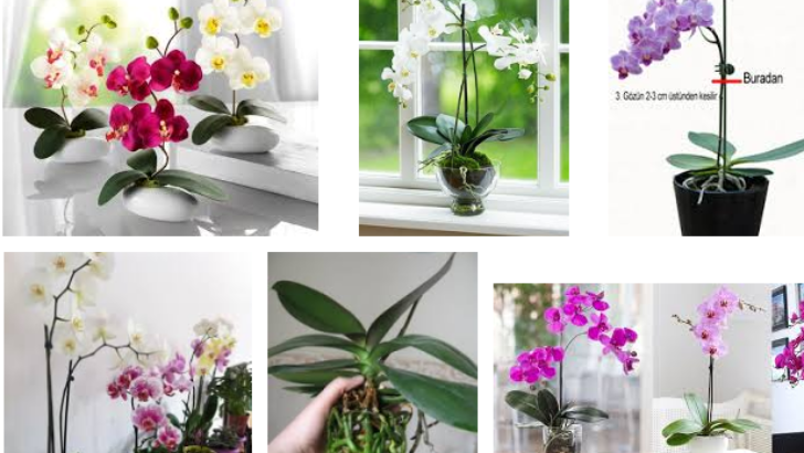 Evde Orkide Bakımı Nasıl Yapılır? Orkide Sulama ve Çoğaltma